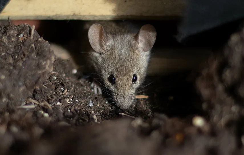 Rodent Exclusion & Control